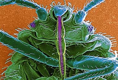 《女神异闻录》25周年官方纪念网站上线 暗示7个全新项目